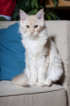jeune chat maine coon assis sur un canap&eacute;