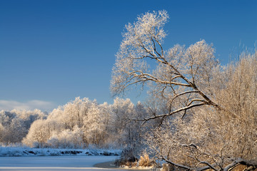 Sunny winter day. Nature, forest, field. Hoarfrost, on trees.