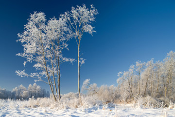 Beautiful winter day. Clouds, hoarfrost, rime on trees.