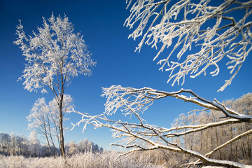 Cold winter day, beautiful hoarfrost and rime on trees.