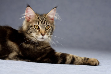 chaton de race Maine coon de profil, pattes étendues