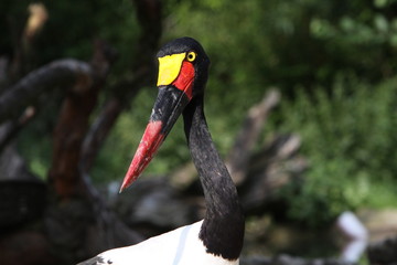 Fototapeta premium Sattelstorch