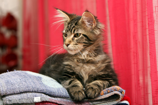 jeune chat de race maine coon,allongé sur des serviettes