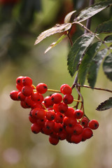 Vogelbeeren