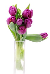 Tulpen