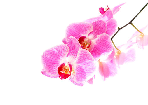 Orchidee