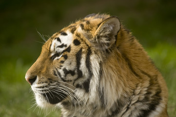 Siberian Tiger