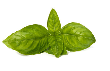 basil