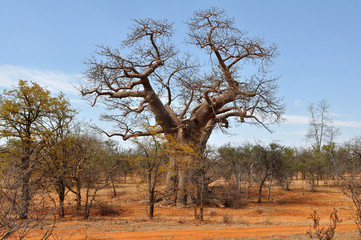baobab tree and brick colored soil,Limpopo,South Africa,