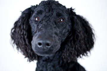 portrait von einem schwarzen hund