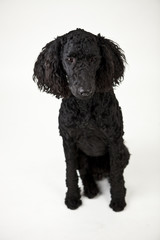 portrait von einem schwarzen hund