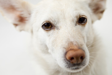 portrait von einem hund