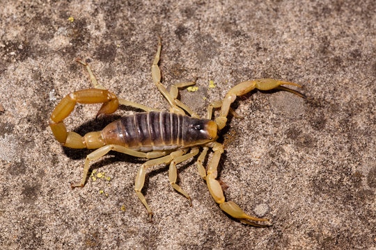 Desert Hairy Scorpion