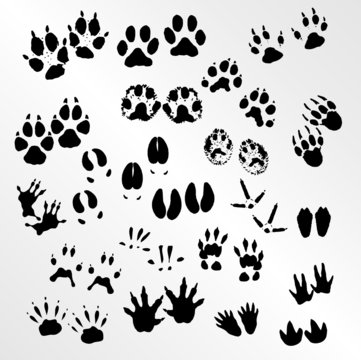 Vector collection of animal and bird trails