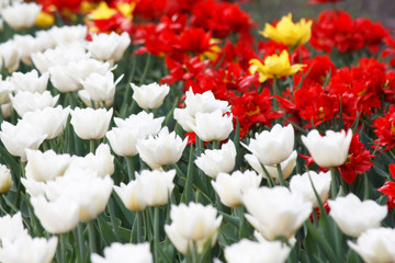 spring tulip meadow.
