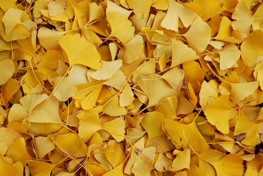 ginko