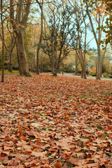 Otoño en el bosque