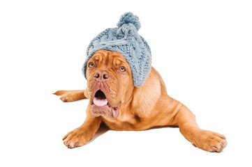 French Mastiff