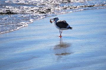 seagul with food