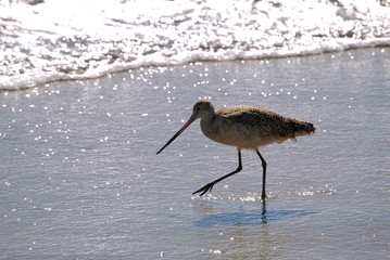 sand piper