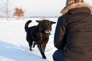 Schwarzer Hund im Schnee