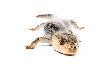 Pink-Tongue Skink (Hemisphaeridon gerrardi) isolated on a white