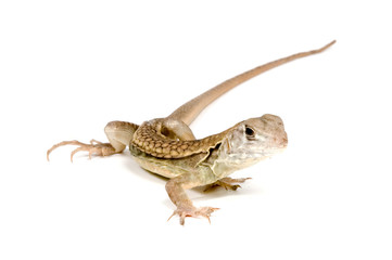 Butterfly Agama Lizard (Liolepis belliana) isolated on white bac