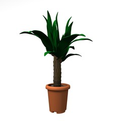 palm