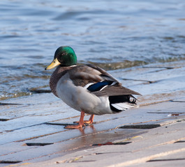 male mallard duck at waters edge