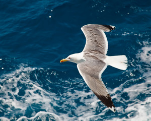 Naklejka premium Seagull flying over blue water background