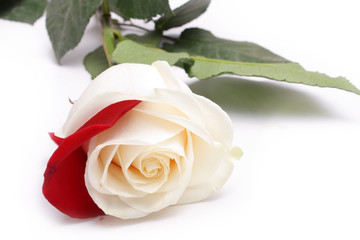 Fototapeta premium White rose with red petal