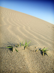 survival