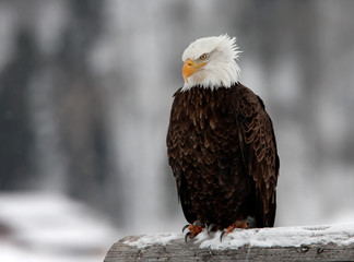 Eagle with attitude