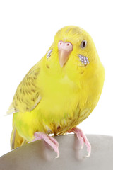 Yellow budgie
