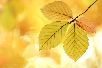 four autumn leaves on a branch