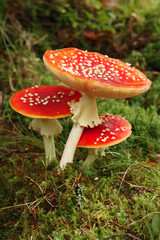 Three Fly Agarics