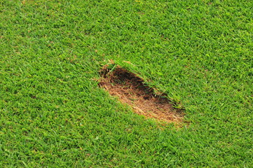 divot