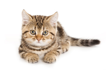 Scottish Fold kitten on white background