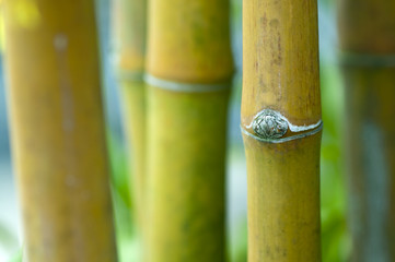 Zen bamboo.