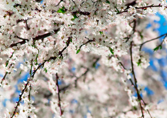 apricot flower