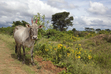 indian landscape with brahma cow
