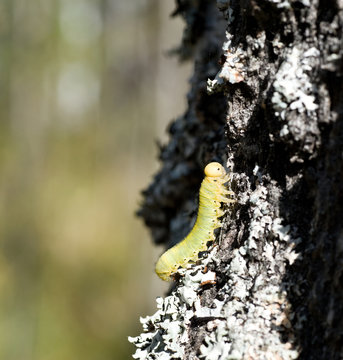 Caterpillar