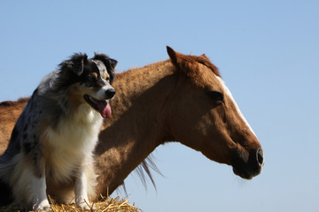 Australian Shepherd mit Pferd