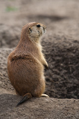 Prairie dog stading next to hole