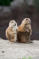 Two prairie dogs
