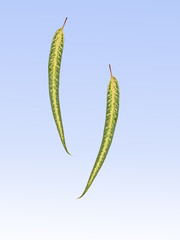 eucalyptus leaves isolated on blue background