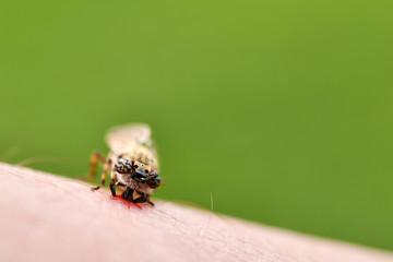 horsefly