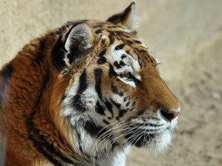 sibirischer Tiger Porträt