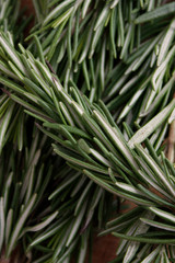 Rosemary