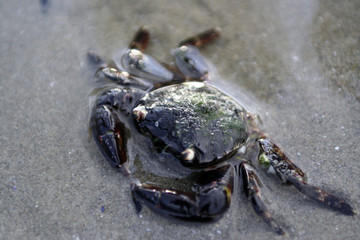 Crab 2